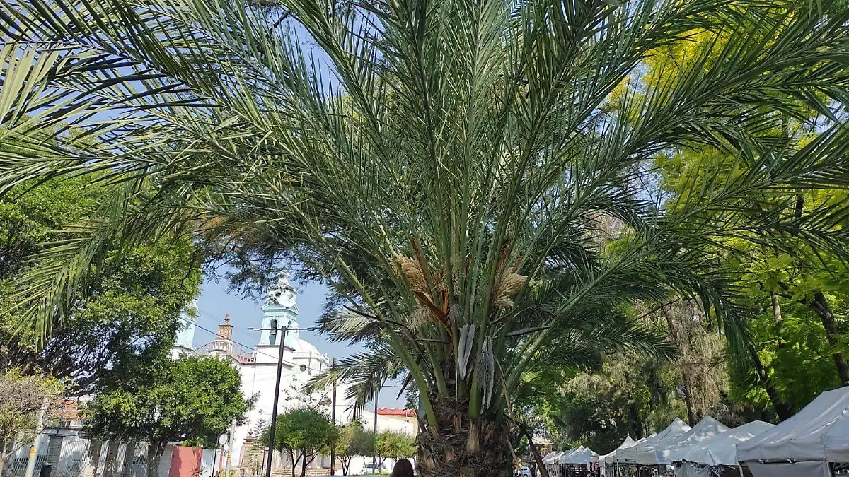 comercio alameda (1)